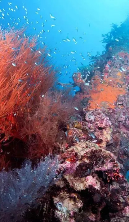 史前神兽 粉红沙滩 神秘沉船 国人鲜知的隐世小岛 离我们只有5小时的飞行距离 巴拉望游记攻略 携程攻略