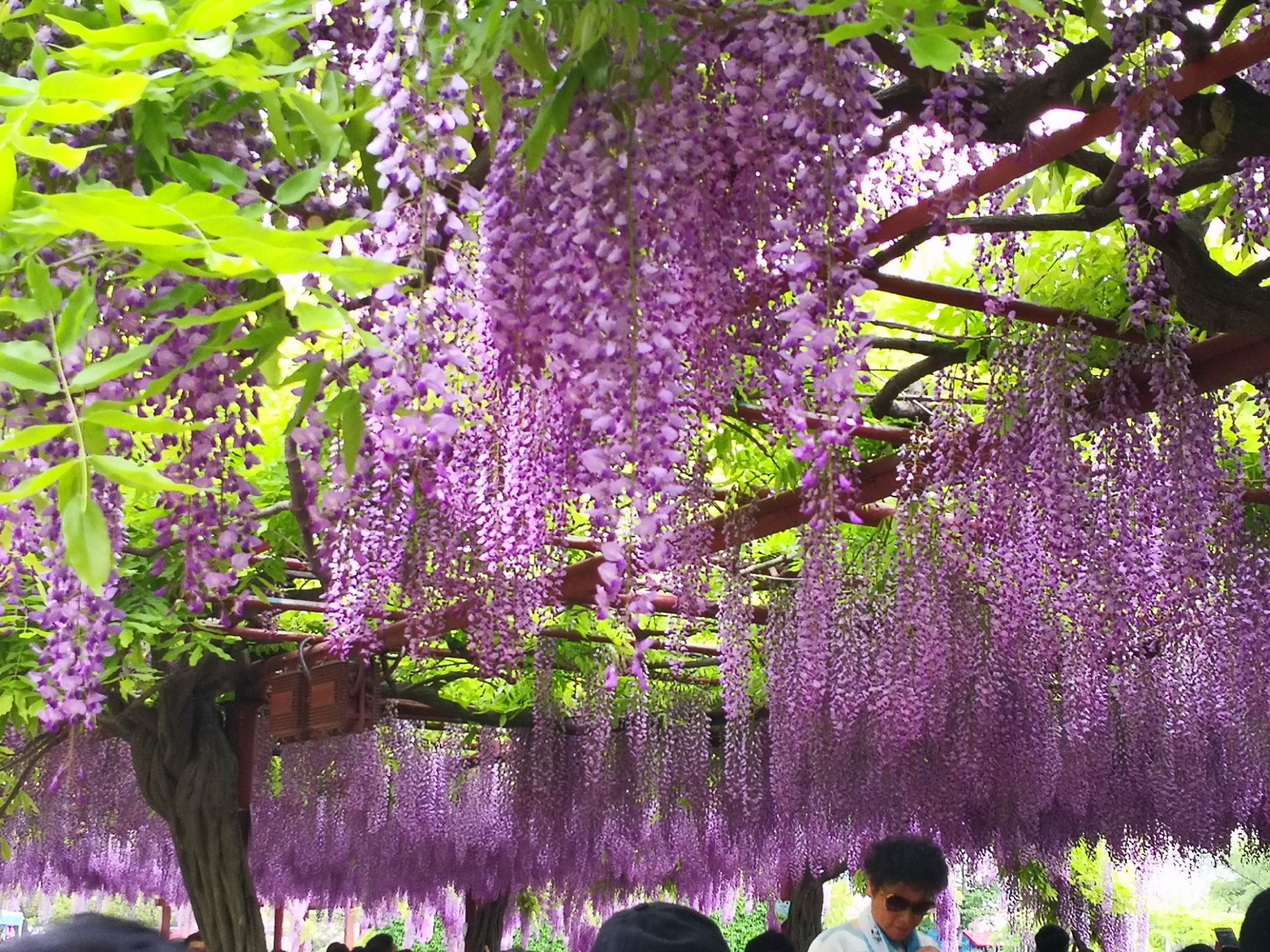 紫藤萝瀑布图片