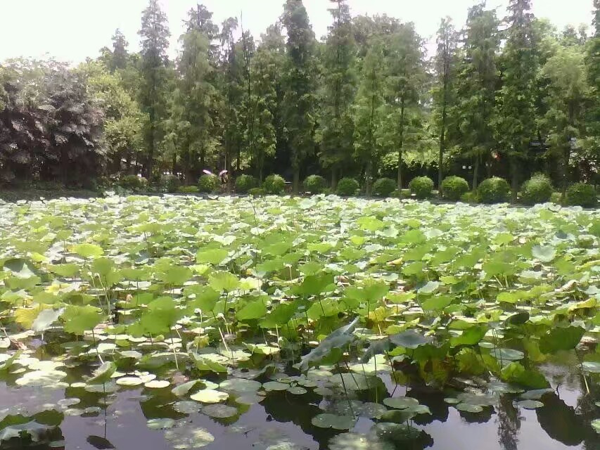 黄埔东苑公园又是一家休闲活动好市民公园也是广州一处鲜为人知的宁静