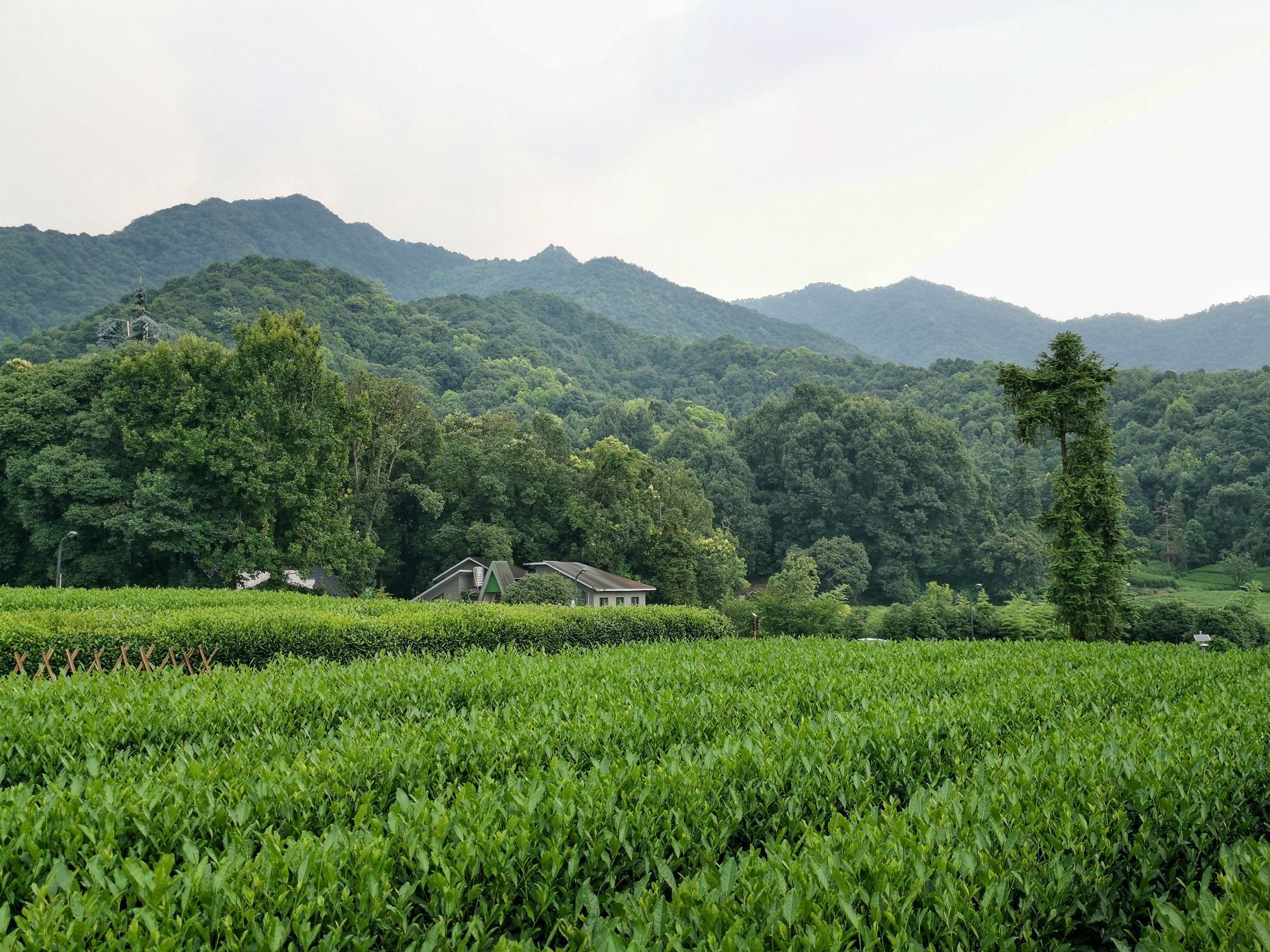 杭州龙坞茶村