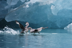 格陵兰游记图文-斯瓦尔巴、格陵兰、冰岛三岛游之一：动物
