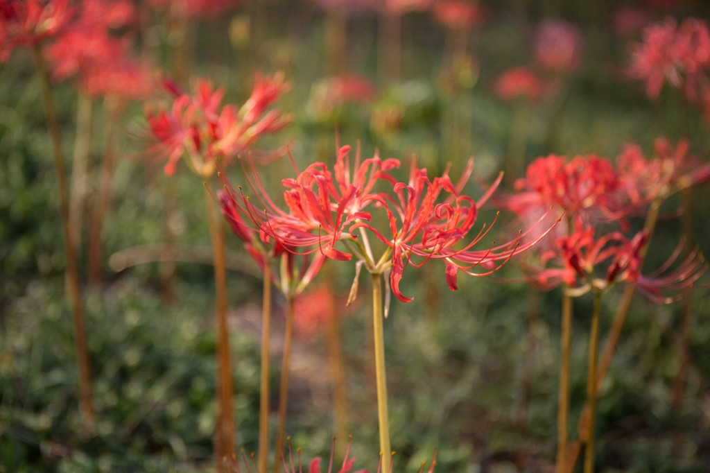 彼岸花,开在杏花村秋意渐浓时.