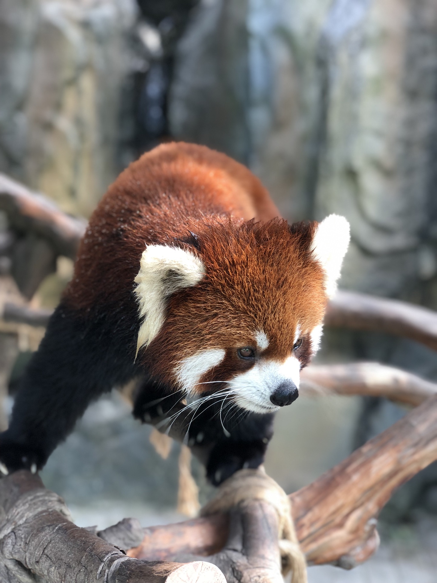 常州淹城野生动物世界好玩吗,常州淹城野生动物世界景点怎么样_点评