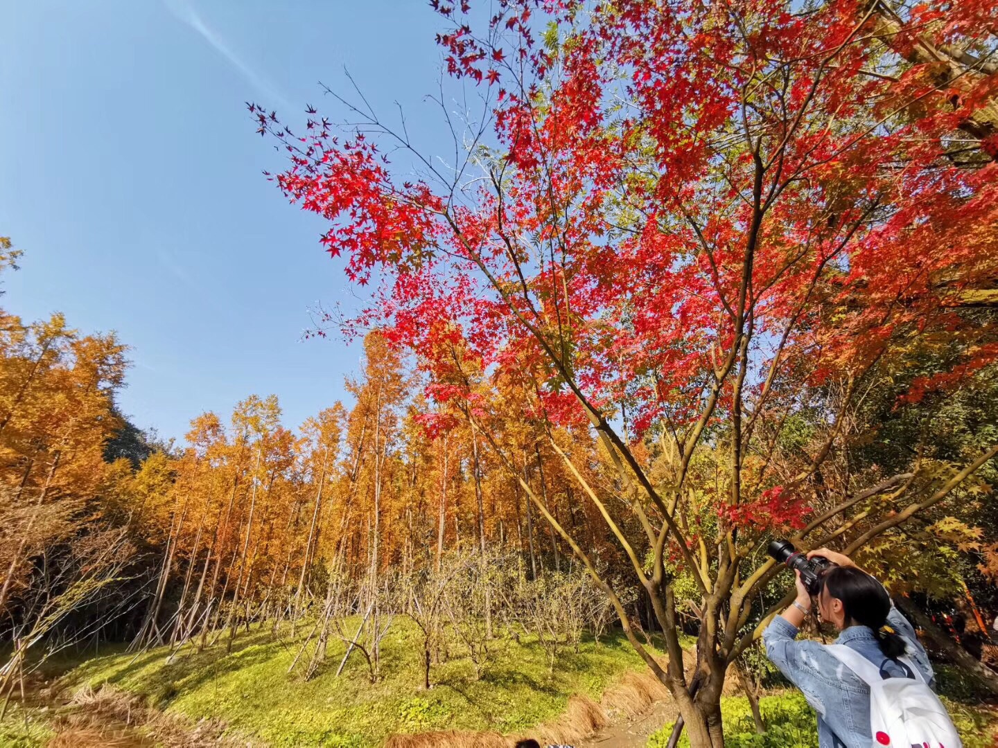 2020年一次一出去玩看了看杭州的景色九溪烟村的枫树|摄影|风光摄影|痞子肉多多 - 原创作品 - 站酷 (ZCOOL)