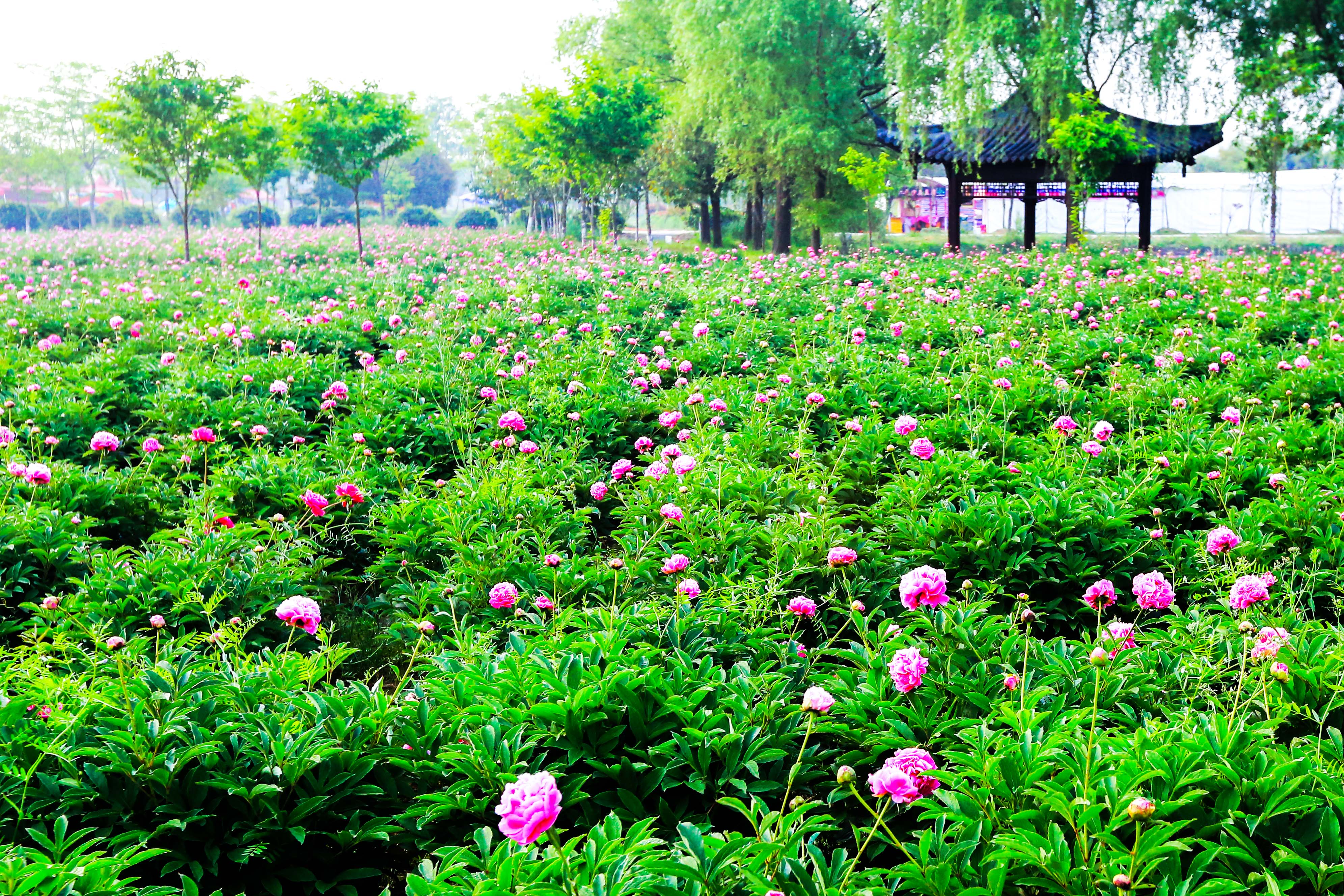 扬州芍药园开花时间图片