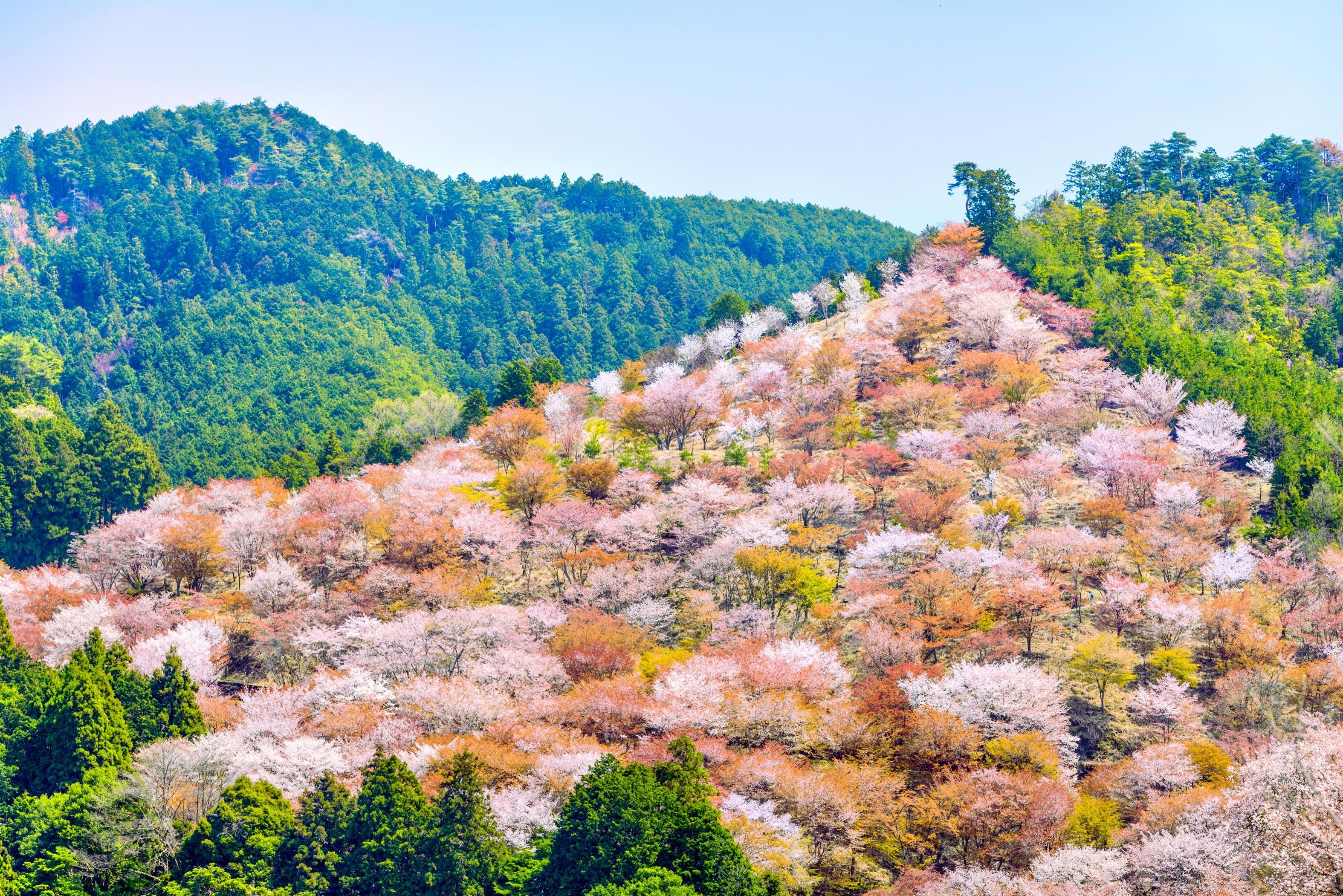 吉野町mount Yoshino游玩攻略 Mount Yoshino门票多少钱 价格表 团购票价预定优惠 景点地址在哪里 图片介绍 参观预约 旅游游览顺序攻略及注意事项 营业时间 携程攻略