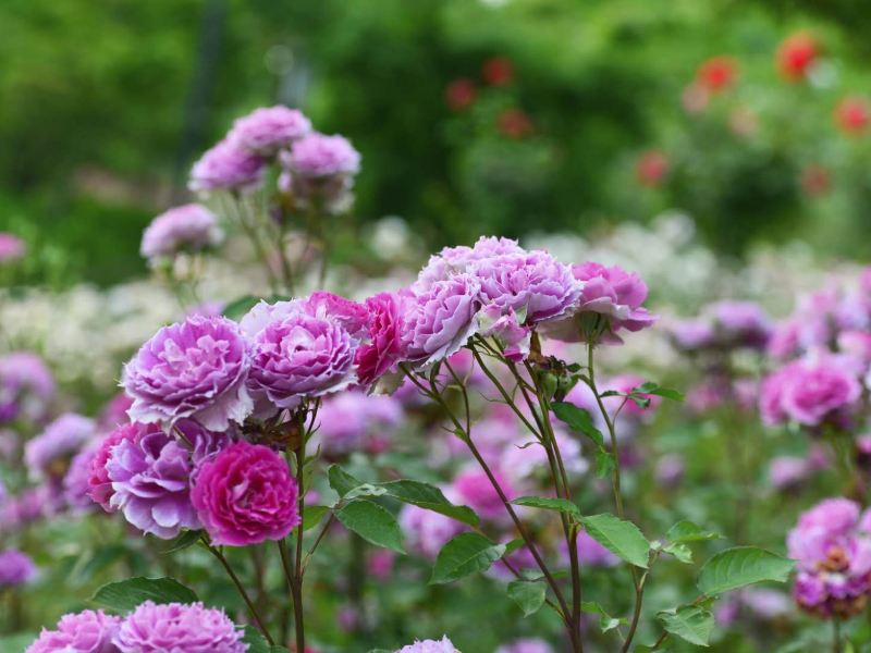 句容天下玫景攻略-天下玫景门票价格多少钱-团购票价预定优惠-景点