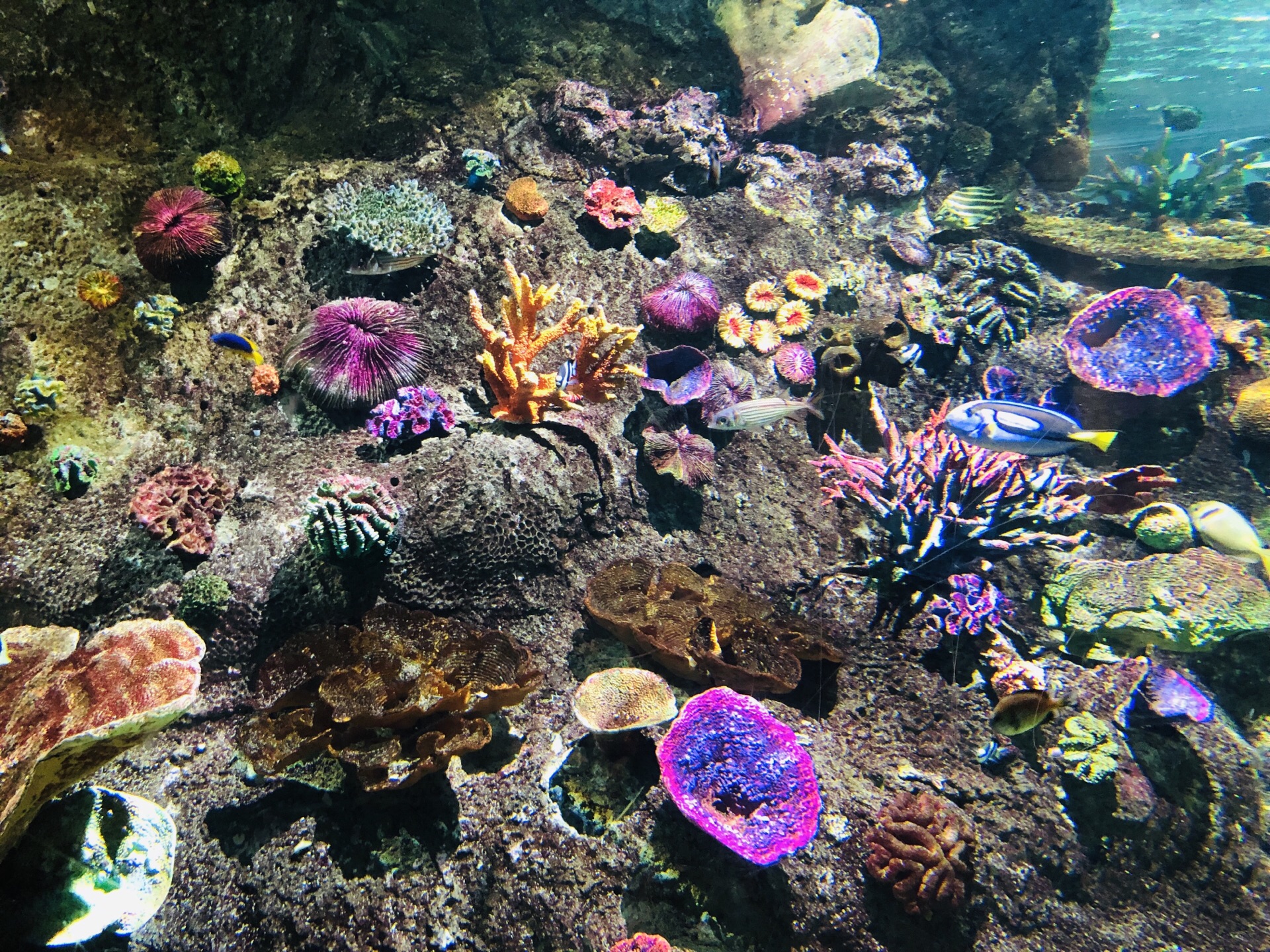 墨尔本墨尔本水族馆好玩吗,墨尔本墨尔本水族馆景点怎么样_点评_评价