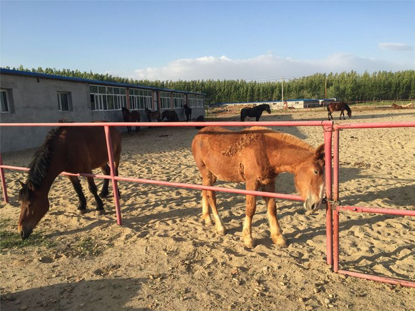 蓝天白云草原牛羊,一次完美的新疆吃肉之旅