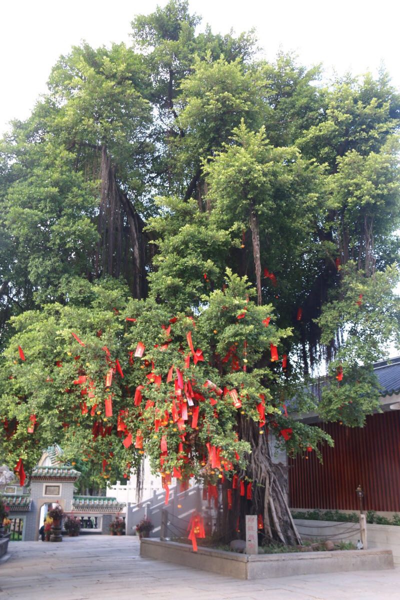 清幽是非常有韵味的一处景点里面还有一棵许愿树据传很有灵气可以一观