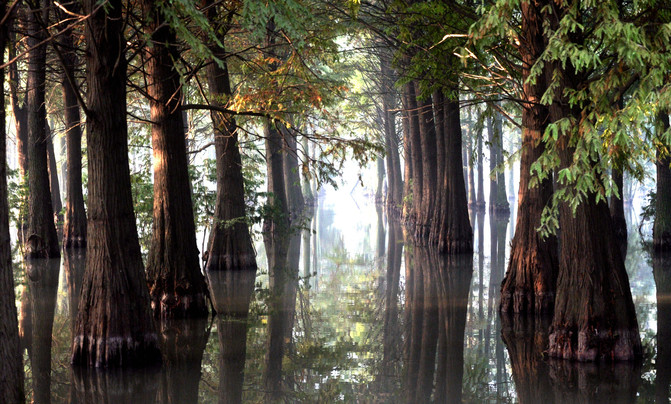 水杉是在水里生长的吗 10020a0000004if6dFE30_R_671_10000_Q90.jpg?proc=autoorient