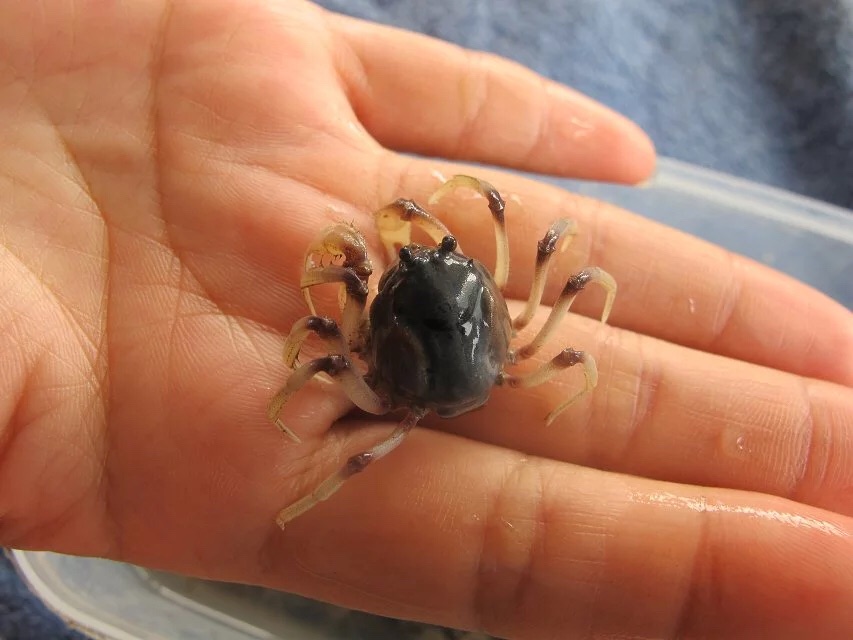 黄金海岸抓泥蟹/钓鱼/喂鹈鹕赏景 泥蟹生蚝午餐半日游