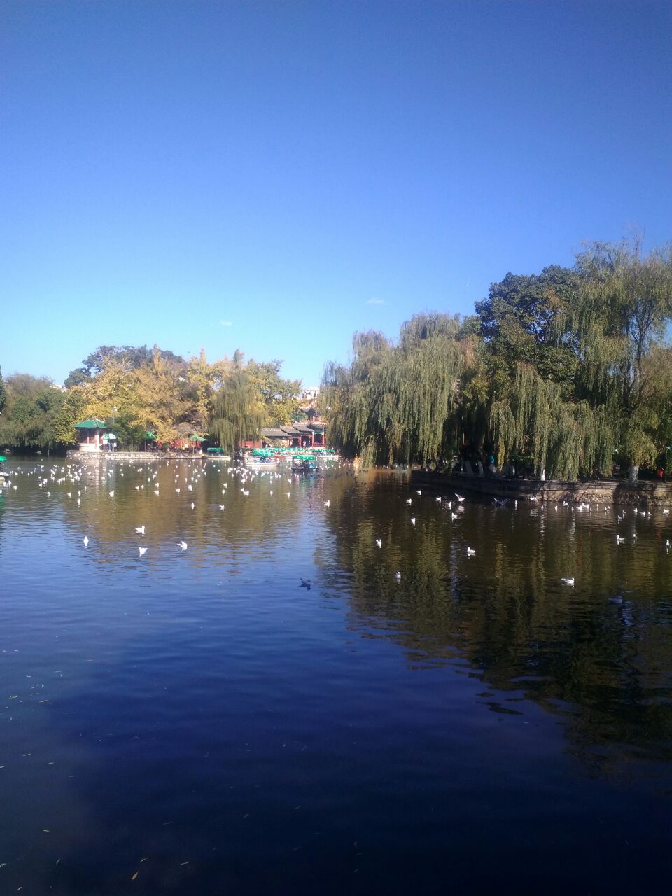 【携程攻略】昆明翠湖公园景点,翠湖公园现在这个月份去最合适,有海鸥