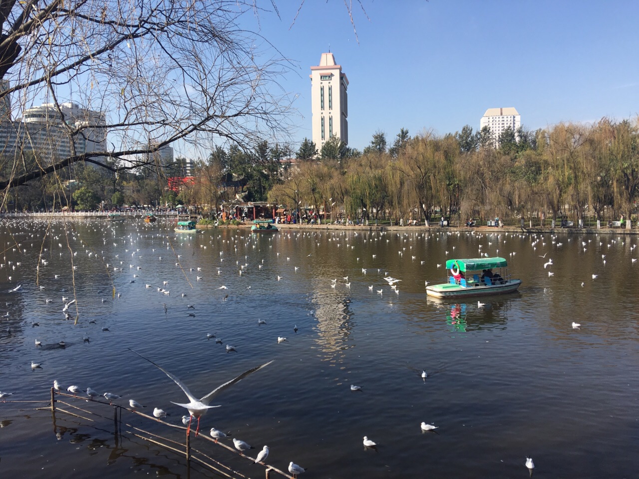 翠湖公園旅遊景點攻略圖