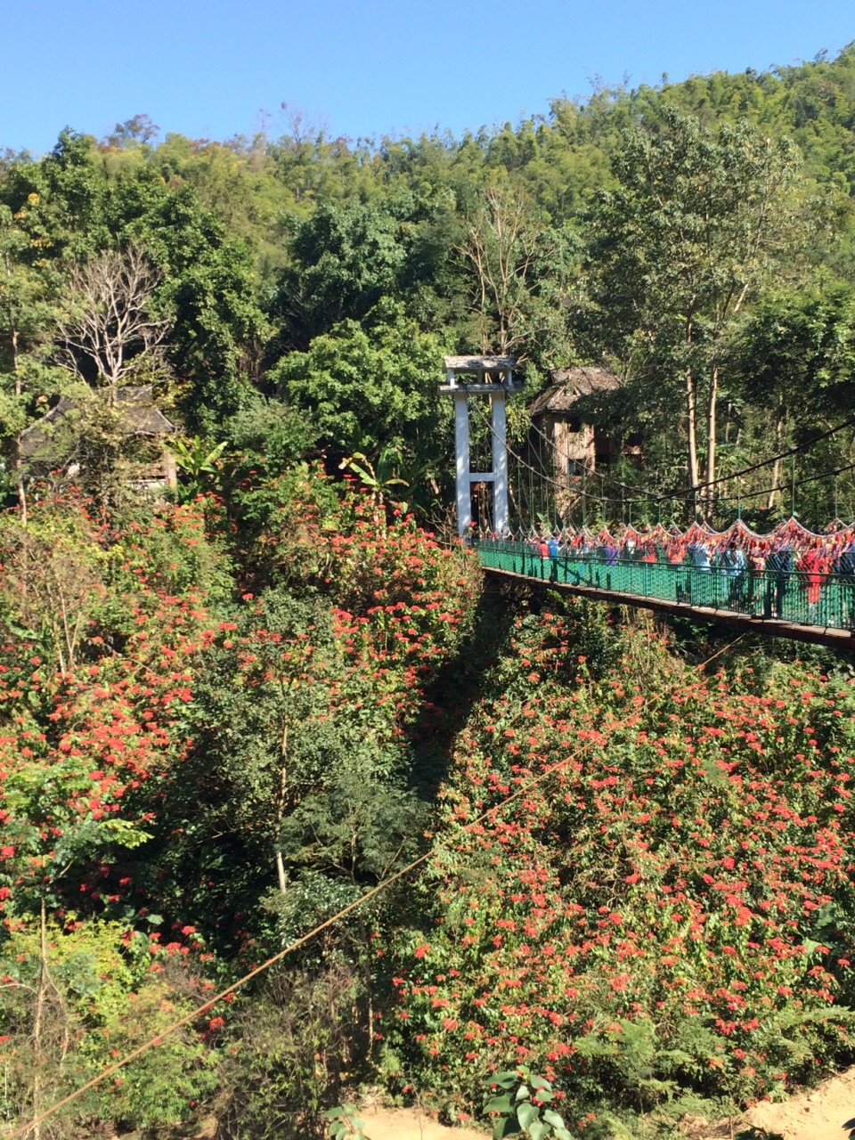 西雙版納原始森林公園