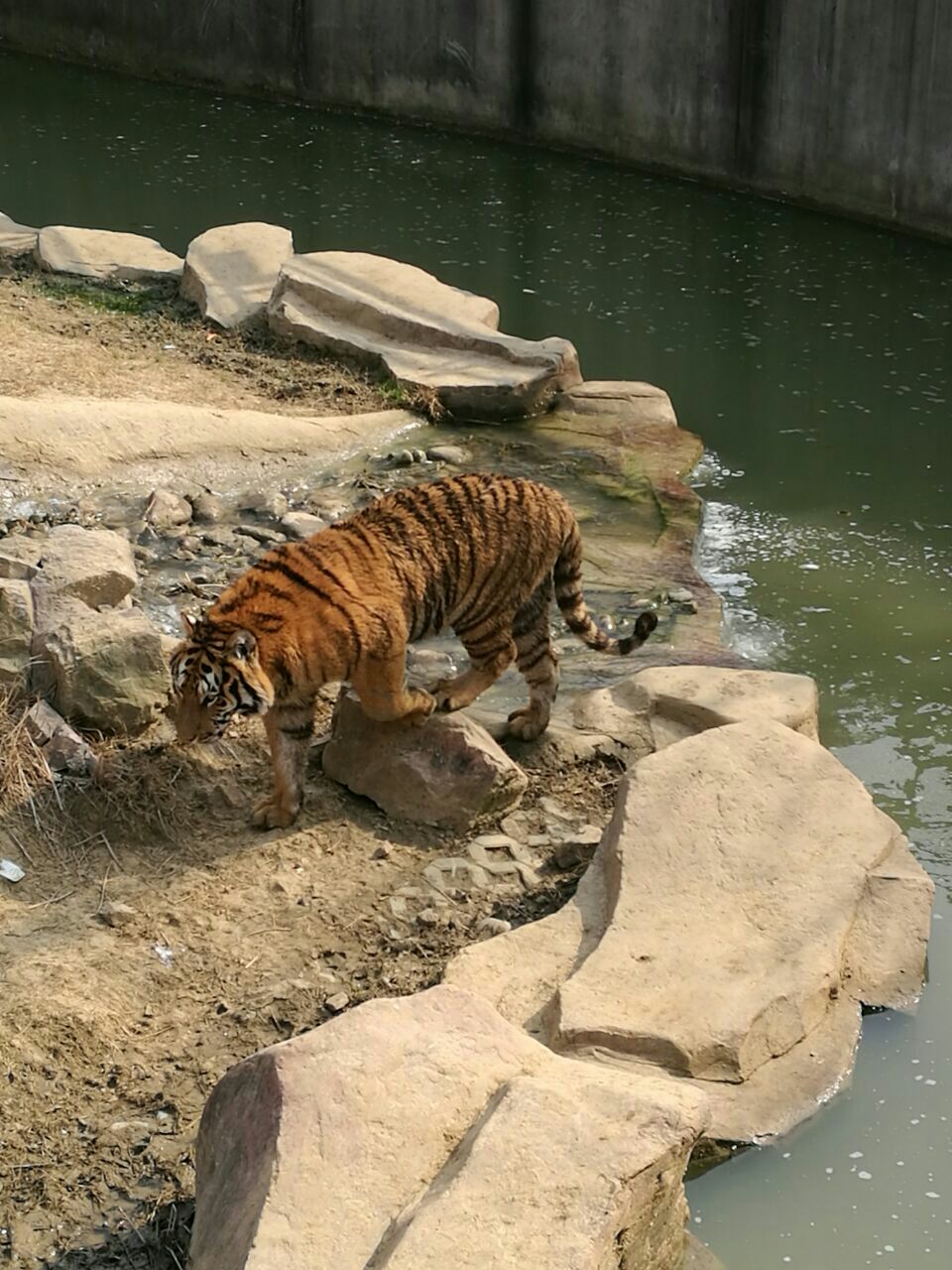 無錫動物園(太湖歡樂園)