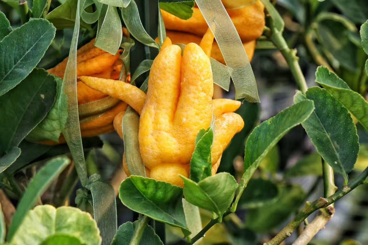 锦林佛手文化园