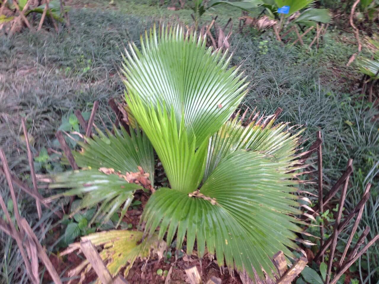 中科院西雙版納熱帶植物園