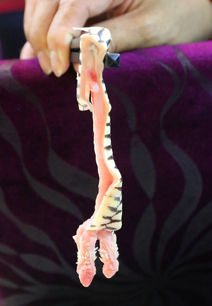 广东的回南天养颜进补首选是吃蛇肉,然而,吃这玩意儿,有胆量还得闭着