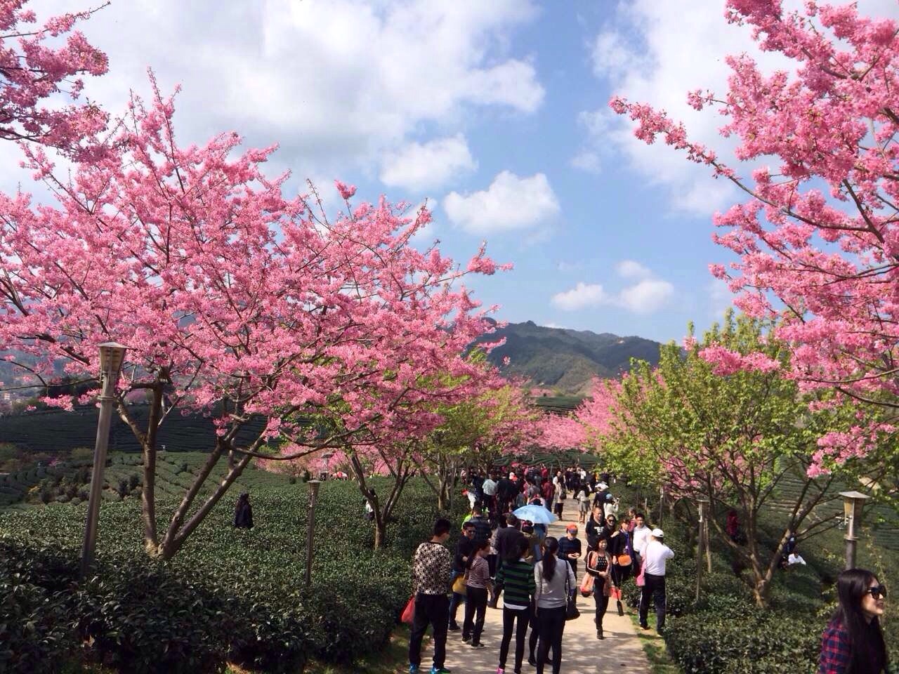 永福櫻花園