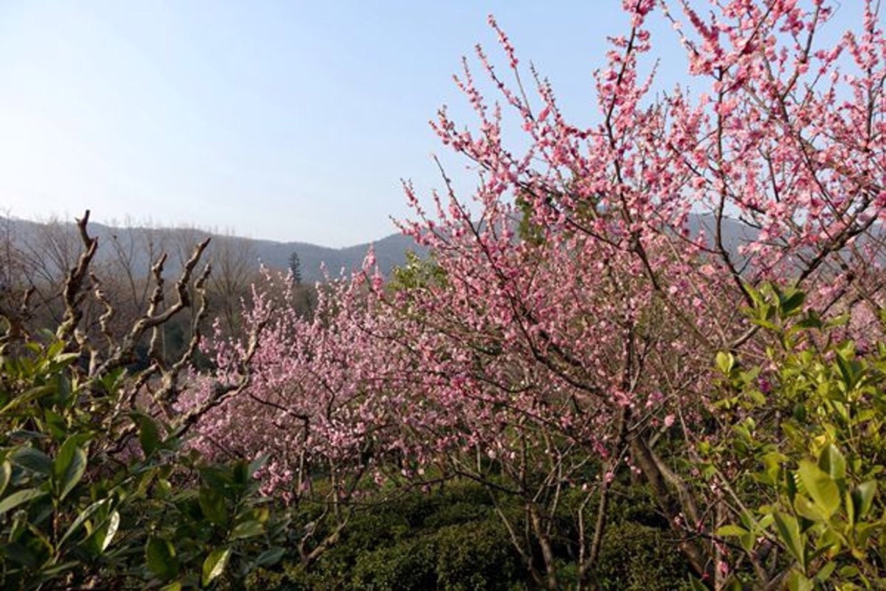 2019梅花山_旅游攻略_门票_地址_游记点评,南京旅游景点推荐 去哪儿