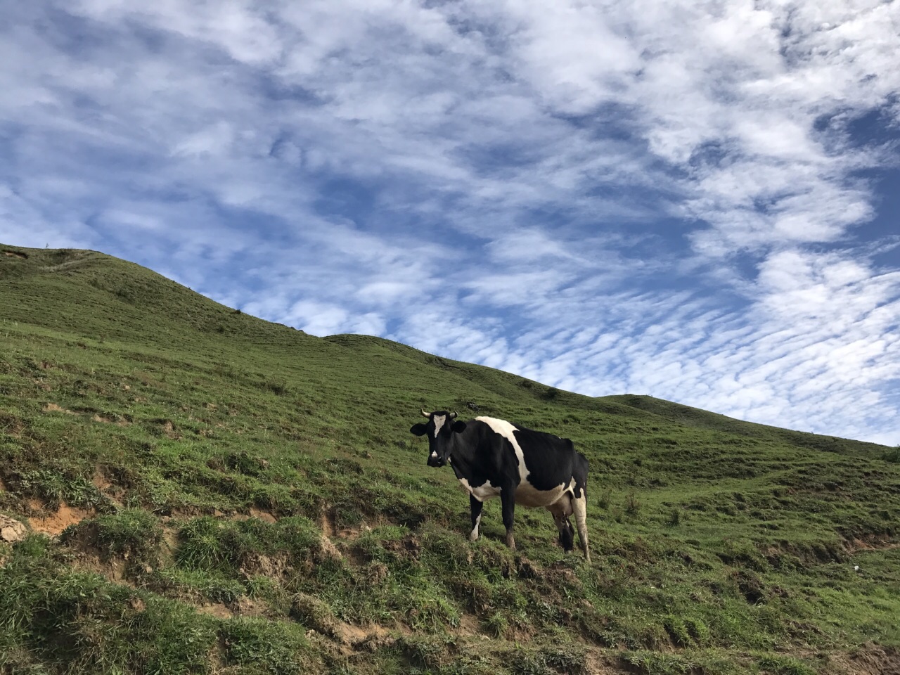 城步南山牧場攻略,城步南山牧場門票/遊玩攻略/地址/圖片/門票價格