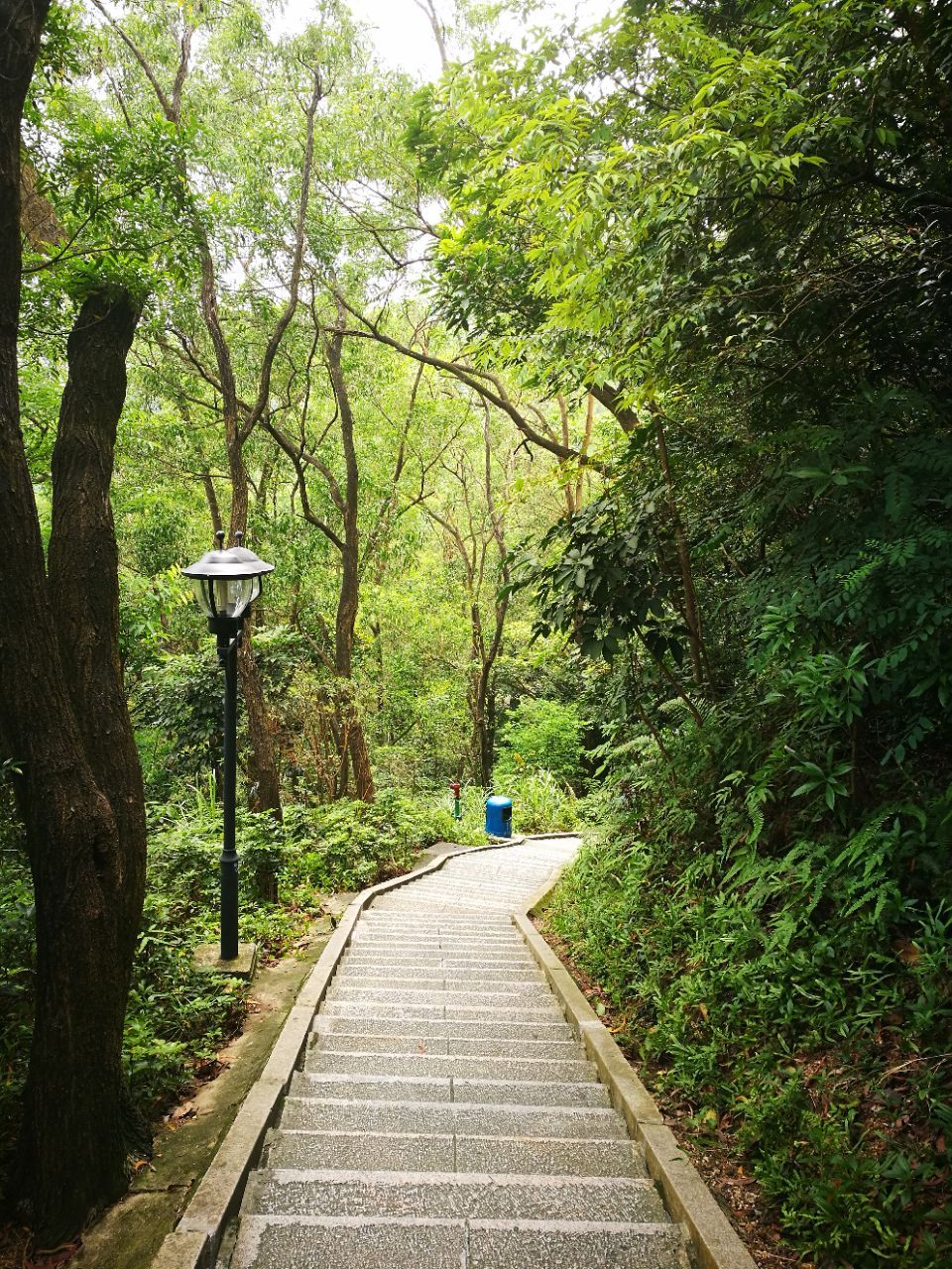 惠州板樟岭森林公园图片