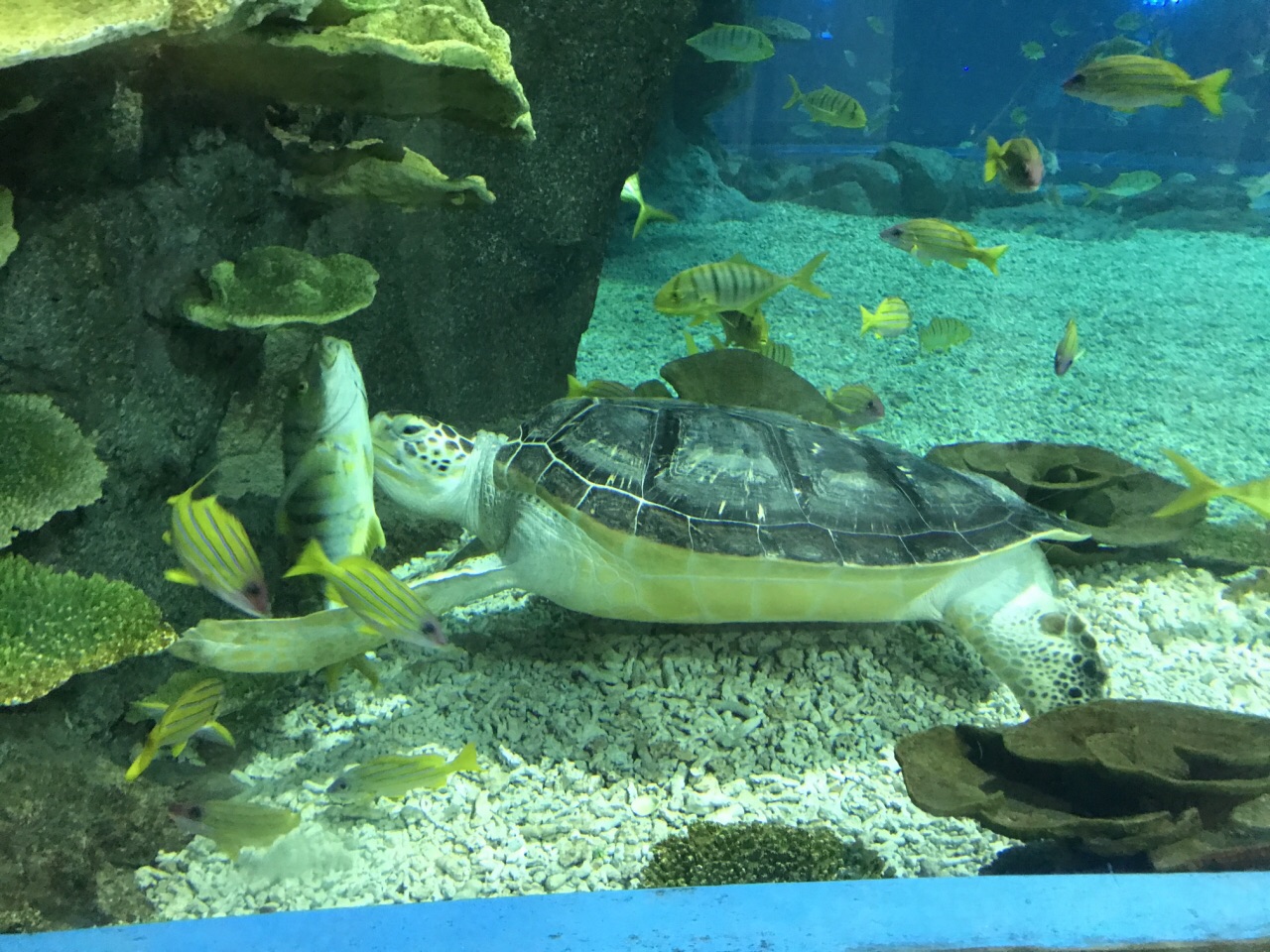 罗源罗源湾海洋世界好玩吗,罗源罗源湾海洋世界景点怎么样_点评_评价