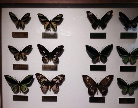 2022taiwan insect museum门票,台北taiwan insect museum游玩攻略