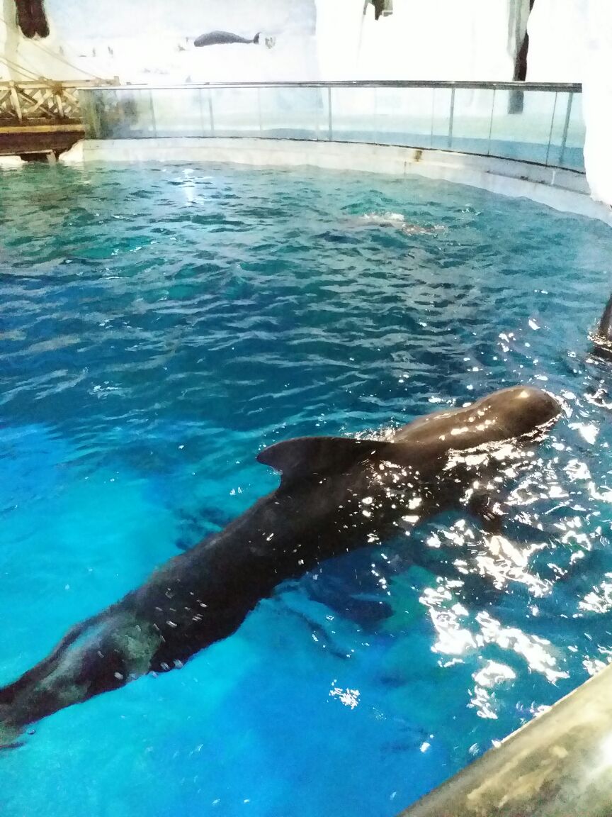 2019杭州長喬極地海洋公園_旅遊攻略_門票_地址_遊記點評,蕭山旅遊