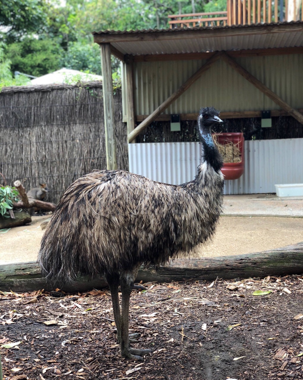 塔龙加动物园taronga zoo