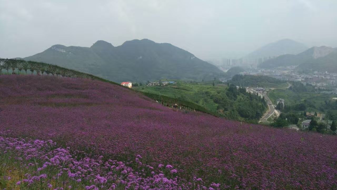 貴州省內為數不多的四季花海之一,遵義最大花海.