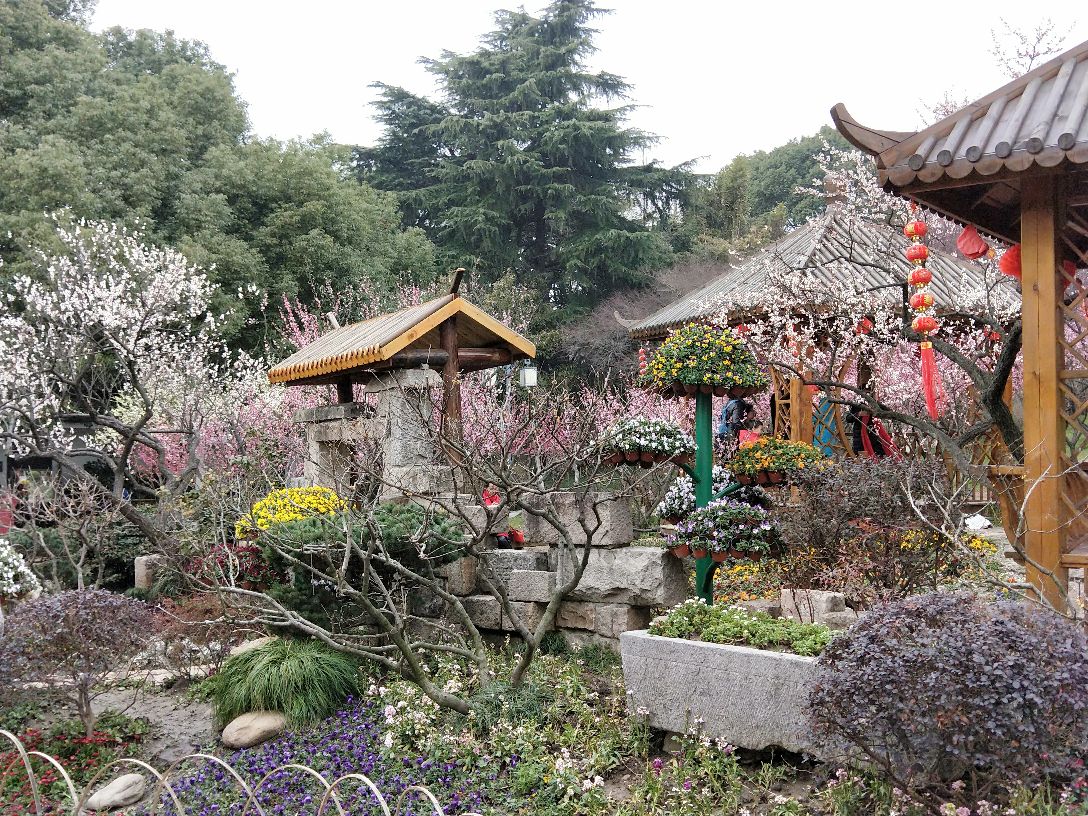 【携程攻略】无锡梅园景点,妇女节去的,天气有点阴冷,梅花开得正好