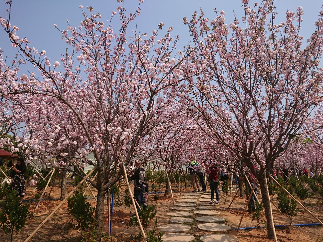 天適櫻花悠樂園