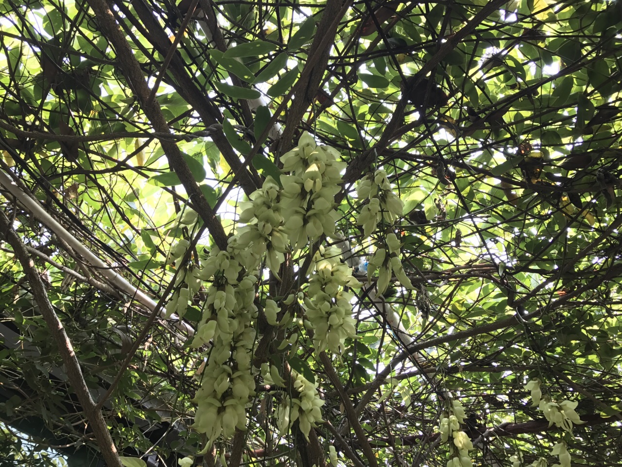 清遠市(市花)禾雀花基地