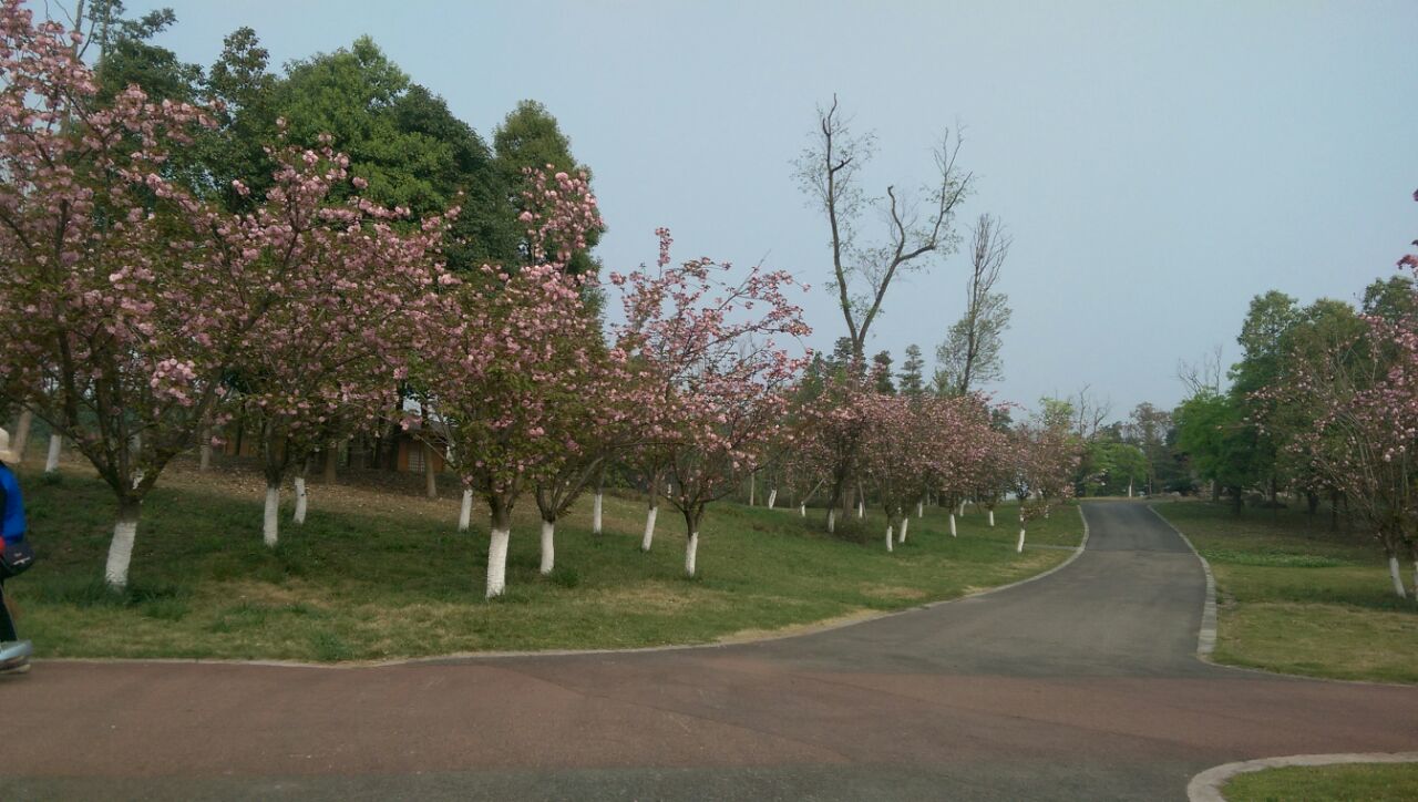 青白江鳳凰湖櫻花節已是第九屆了,今年免了門票.