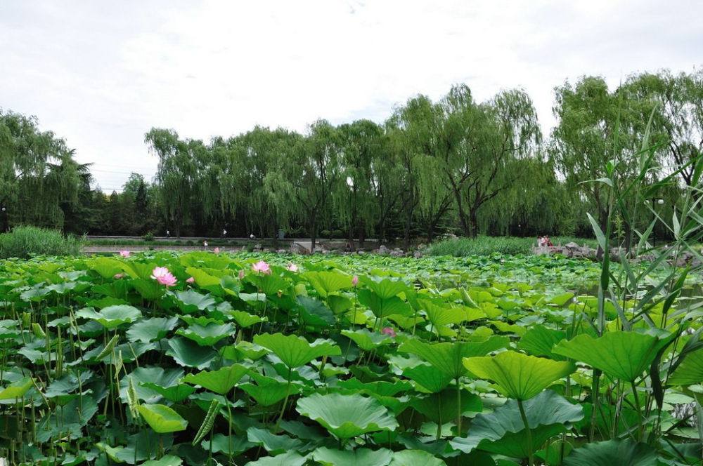 是仿杭州西湖的景观建造的,柳岸观荷,荷塘月色,绿柳成荫,风景秀丽
