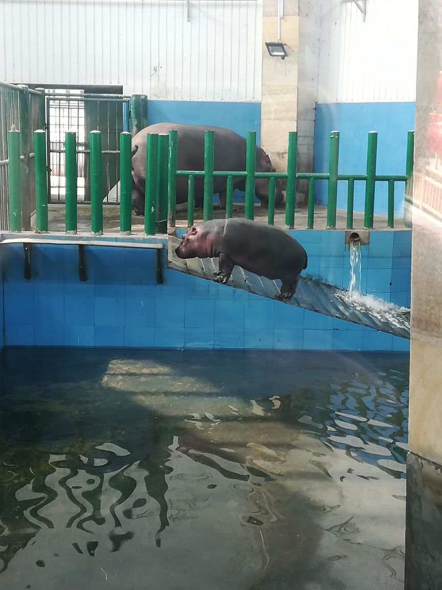 2018鄭州動物園_旅遊攻略_門票_地址_遊記點評,鄭州旅遊景點推薦 - 去