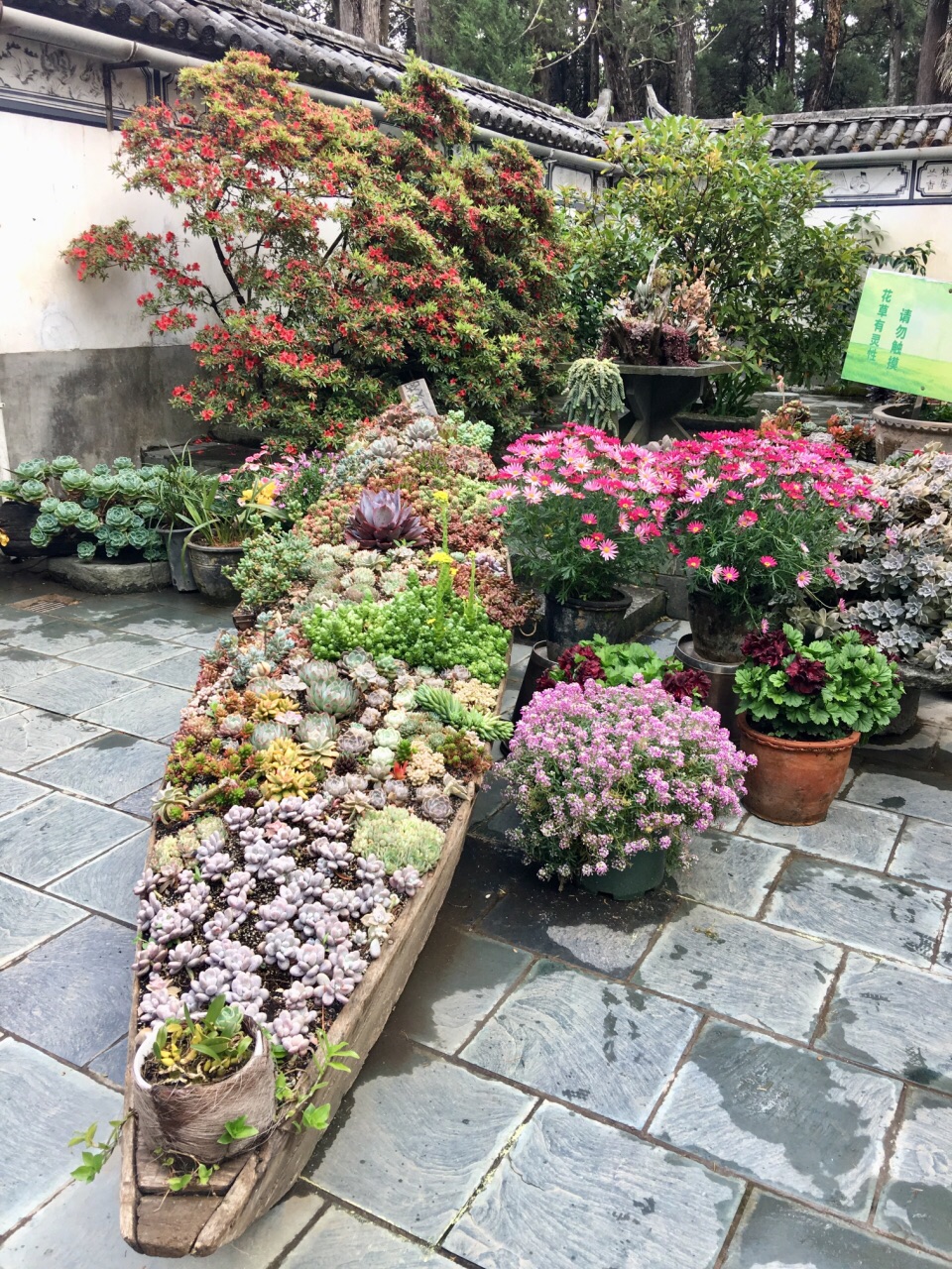 话说大理最美寺院"寂照庵",满目花草多肉,还有两个花卉大棚,喝茶免费