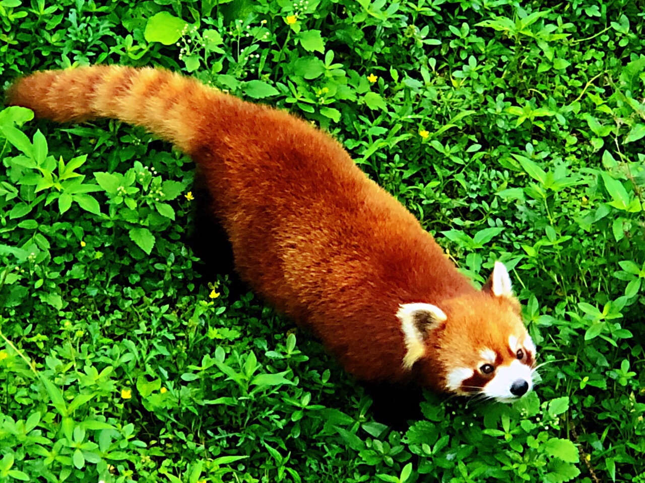 重慶動物園