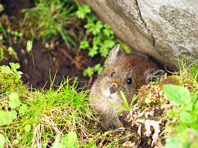 彩虹歌∣九顶山徒步二日行记