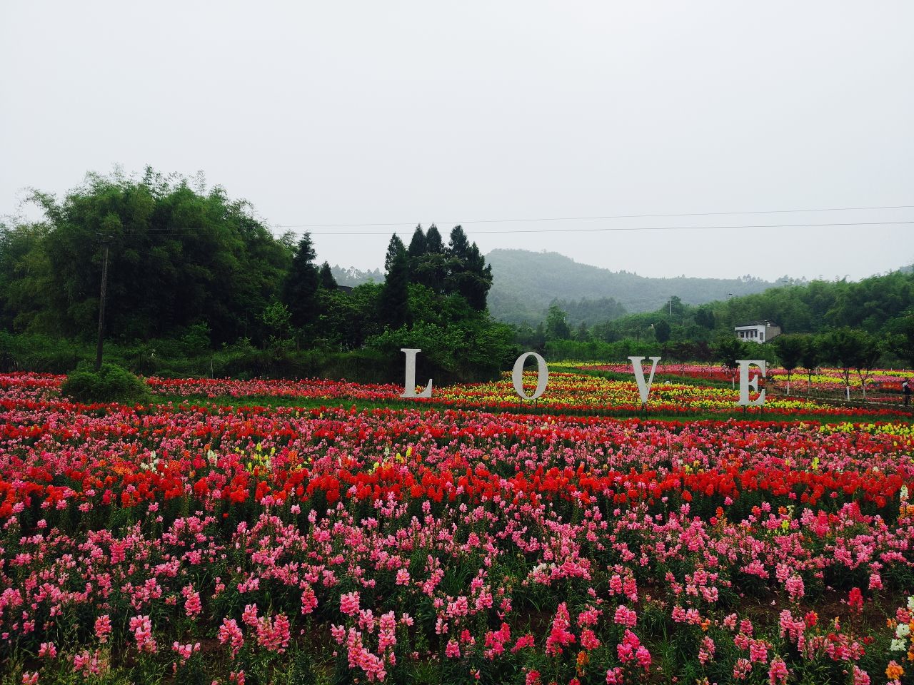 银城花海图片