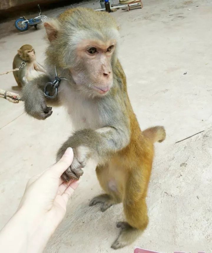 值得一游,非常漂亮的地方,小孩子最喜欢的猴哥好可爱!