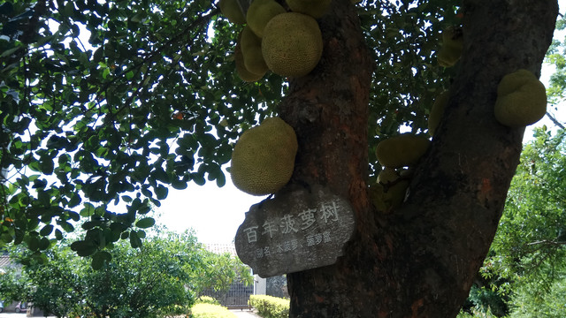 北海涠洲岛5日自由行记 - 涠洲岛游记攻略【携程攻略】