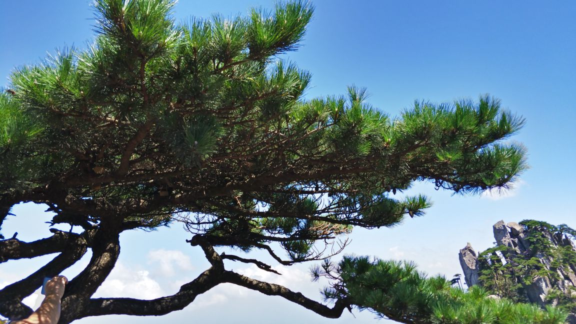 探海松,又名小迎客松,黄山十大名松之一,立于卧云峰陡腰,地处海拔1670