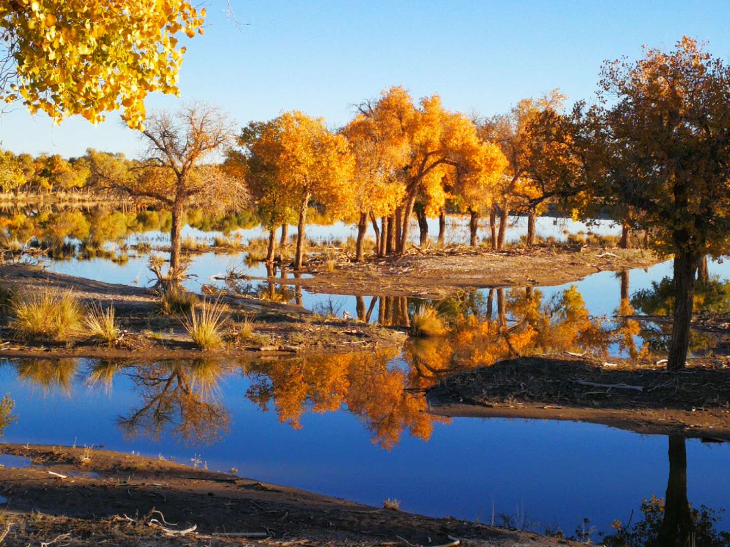 额济纳旗看胡杨林今年最佳时间-额济纳旗旅游问答 【携程攻略】