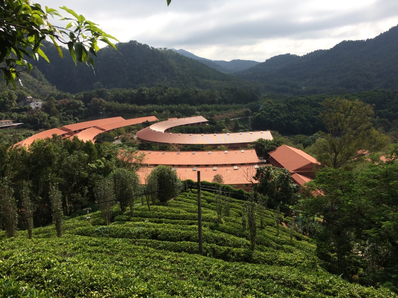 雁南飞茶田景区
