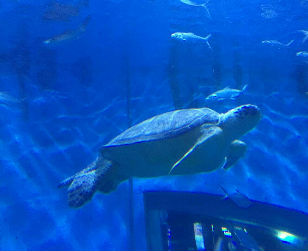 南京海底世界位于南京钟山风景区内的梅花山附近去看海太远那就来南京