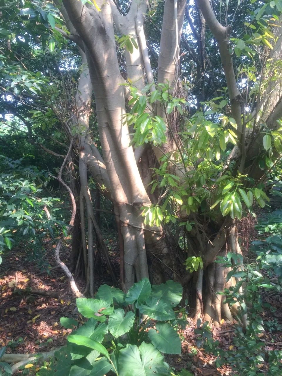 芝山岩健走步道图片