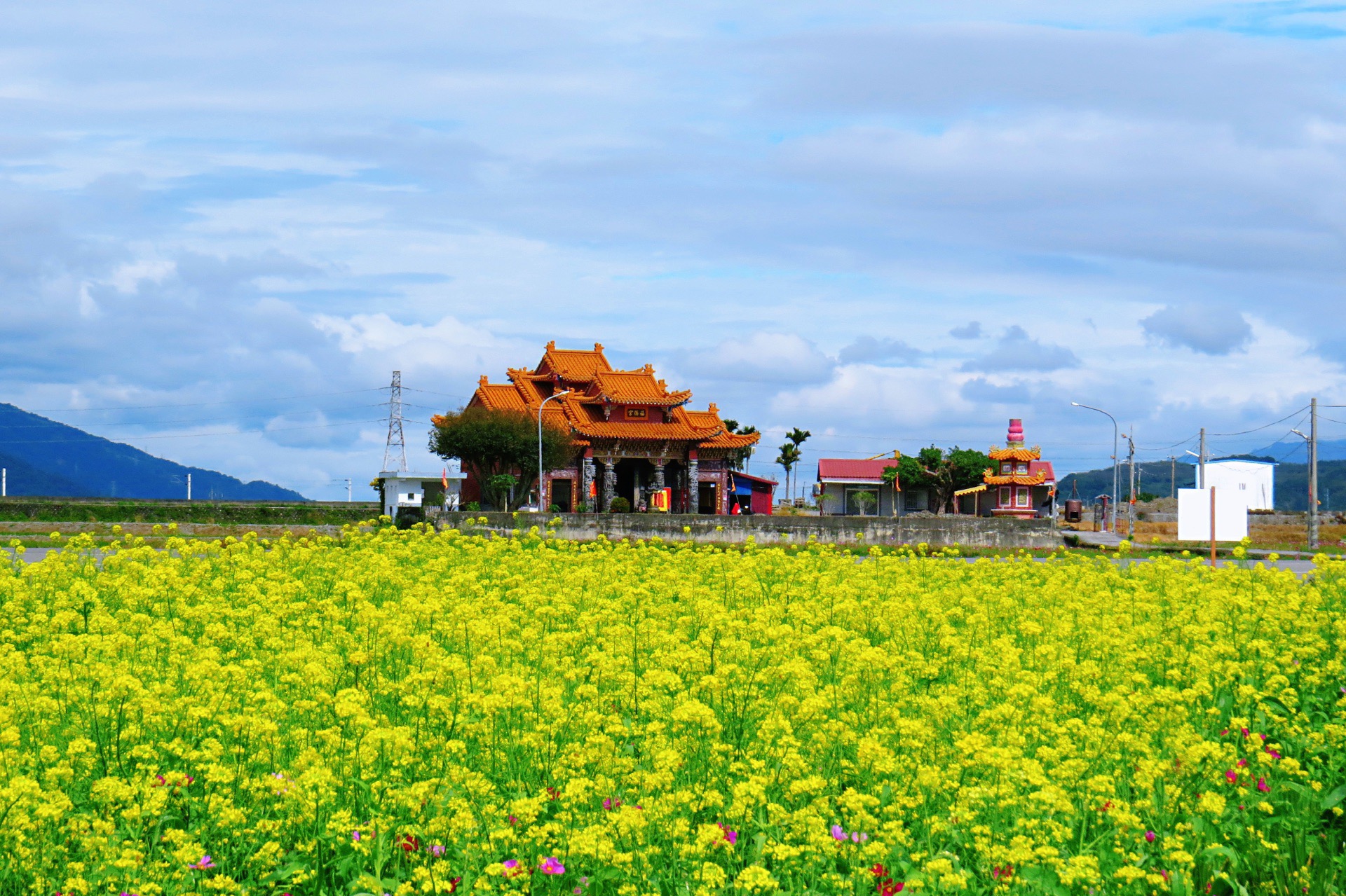 【携程攻略】台东池上乡景点, 台湾台东县池上乡1000多公顷的油菜花